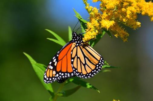 Butterflies - Transform your life